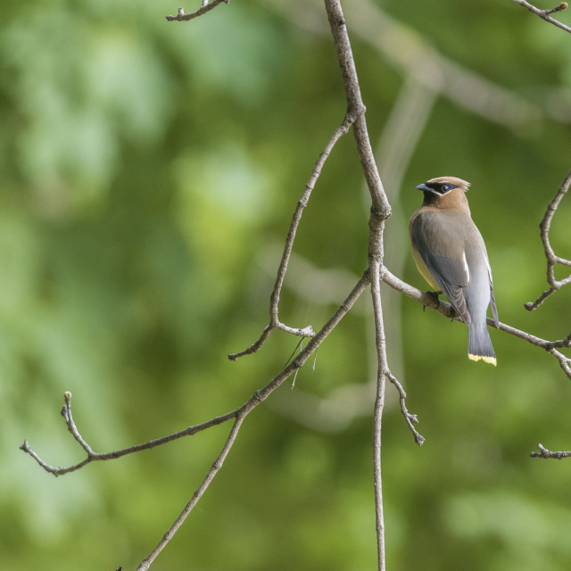 "The cedar waxwing (Bombycilla cedrorum)" stock image