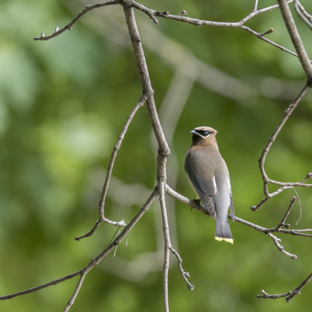 "The cedar waxwing (Bombycilla cedrorum)" stock image