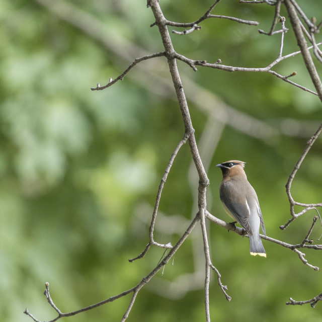 "The cedar waxwing (Bombycilla cedrorum)" stock image