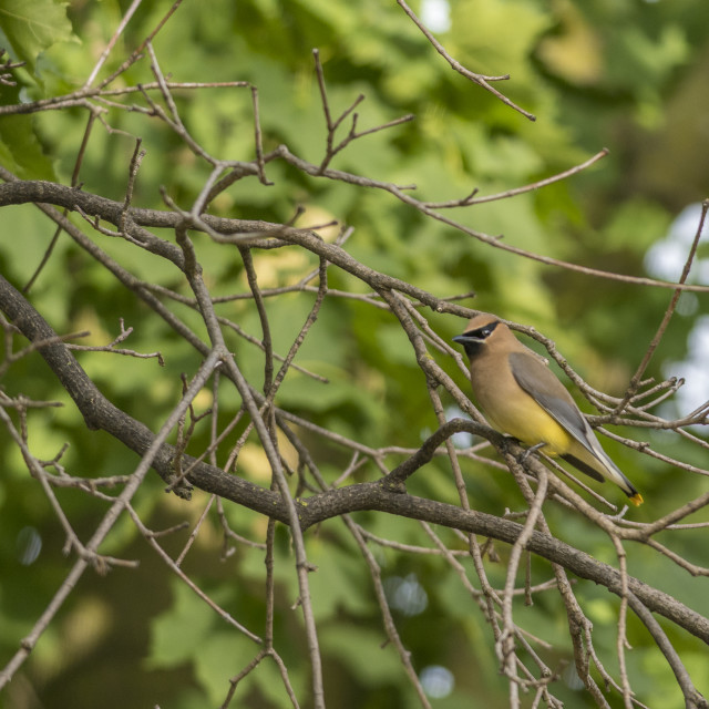 "The cedar waxwing (Bombycilla cedrorum)" stock image