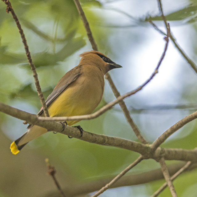 "The cedar waxwing (Bombycilla cedrorum)" stock image