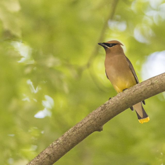 "The cedar waxwing (Bombycilla cedrorum)" stock image