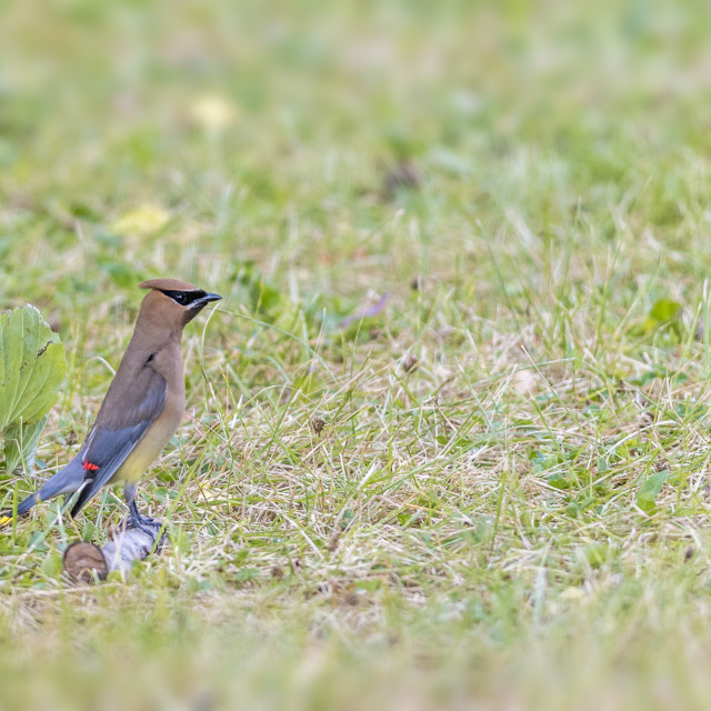 "The cedar waxwing (Bombycilla cedrorum)" stock image