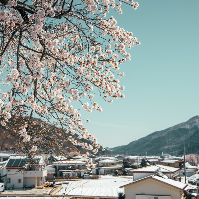 "Spring Snow in Japan" by Warren - £20.00 "Spring Snow in Japan" stock image