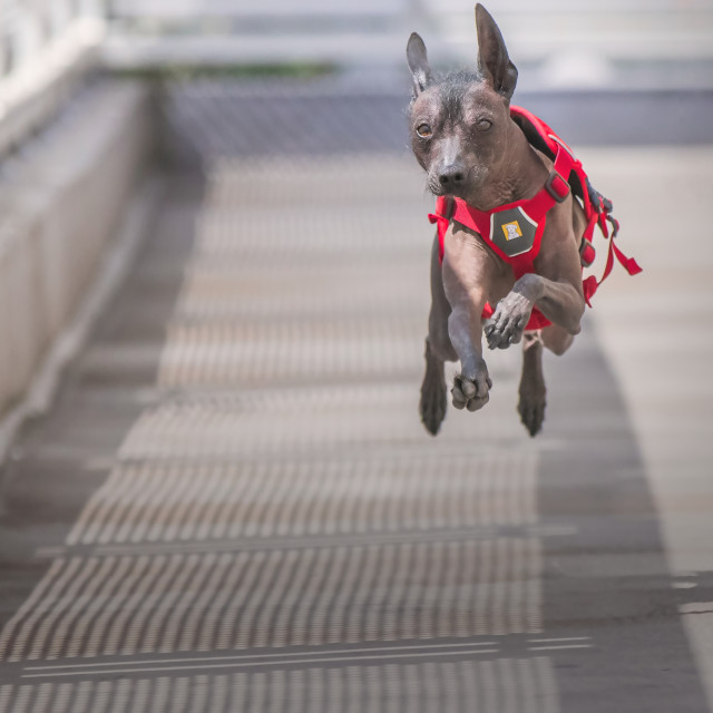 "Flying Xolo! An action shot of a Xoloitzcuintle running full speed." stock image