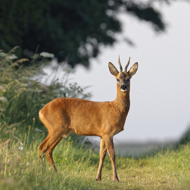 "Roe Deer Buck" stock image