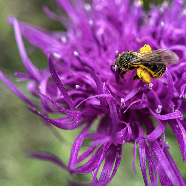 "Pollenating bee" stock image