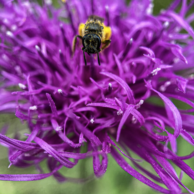 "Pollenating bee" stock image