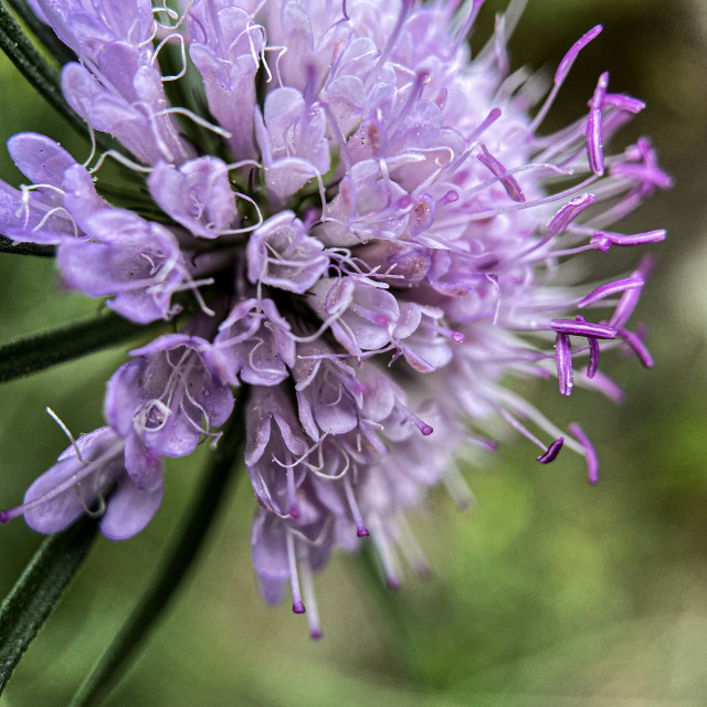 "Dreamy field scabius" stock image