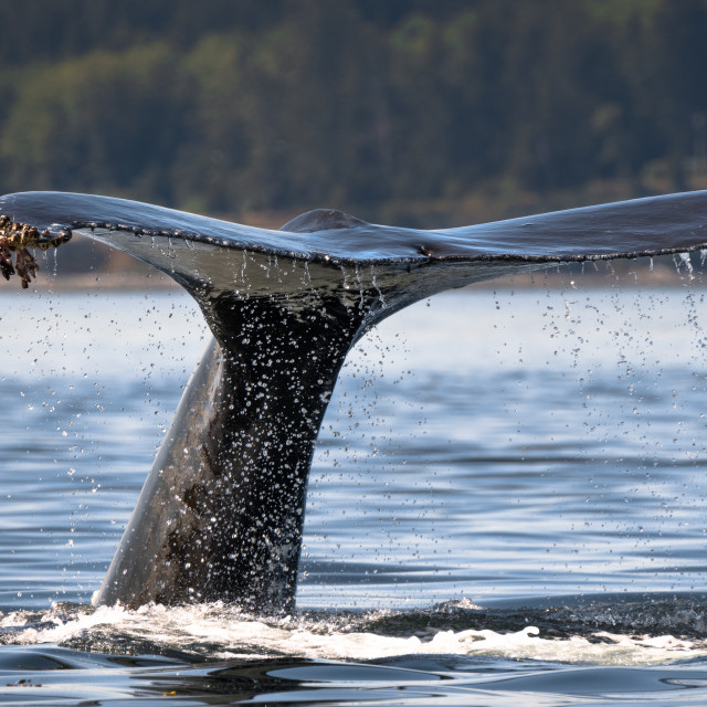 "Whale Tail" stock image