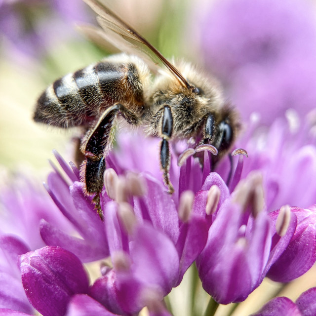 "Wasp on Allium" stock image