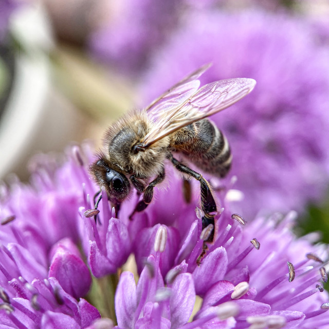 "Wasp on Allium" stock image