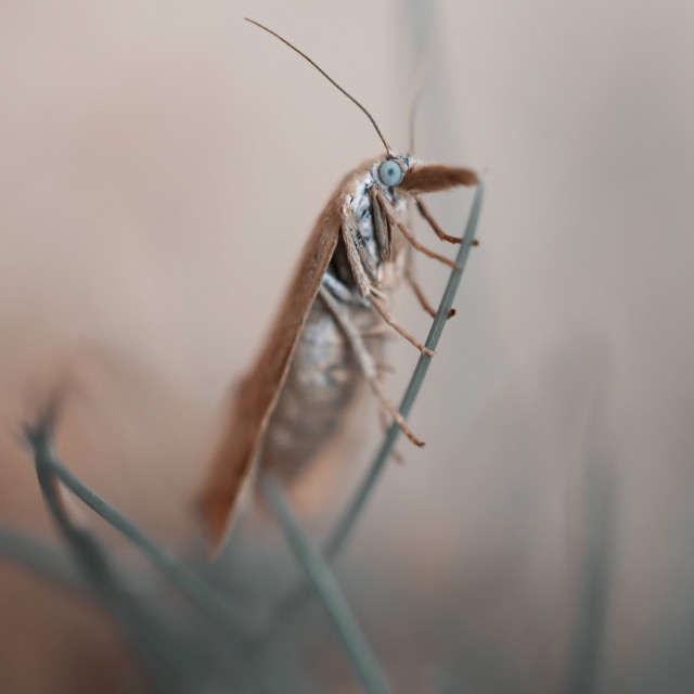 "Teeny Tiny" by Gareth Tallon (Abidastra) - $12.35 "Teeny Tiny" stock image