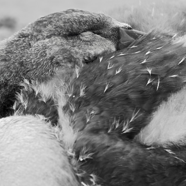 "Sleepy Time" stock image