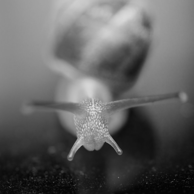 "The Slow Model" by Gareth Tallon (Abidastra) - $12.35 "The Slow Model" stock image