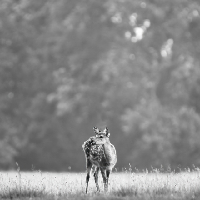 "Shadow of the Forest" stock image