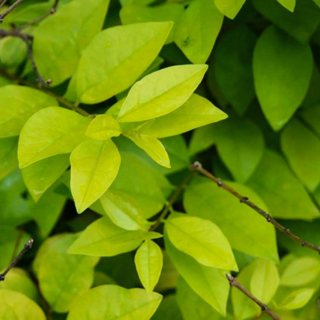 "Greens" by Works By Willow - $25.40 "Greens" stock image