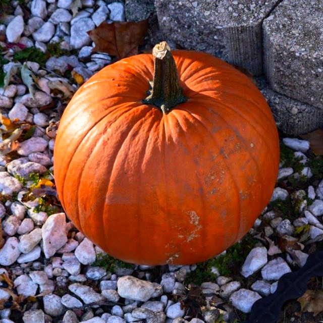 "Punkin" stock image