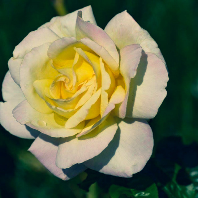 "Rose in the Cold" by Works By Willow - $25.40 "Rose in the Cold" stock image