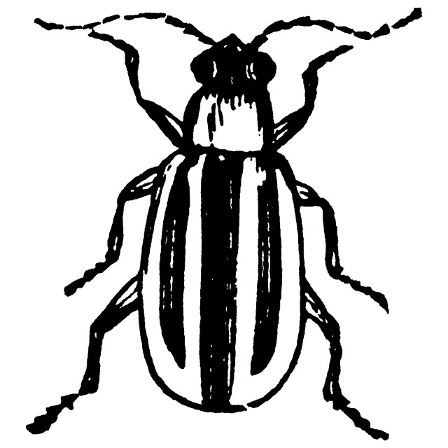 "Striped Cucumber Beetle, vintage illustration." stock image