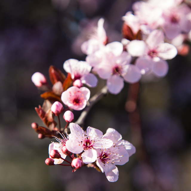 "Spring Blossoms" by Warren - £20.00 "Spring Blossoms" stock image