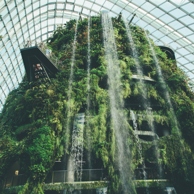 "Cloud Forest" by Warren - £20.00 "Cloud Forest" stock image