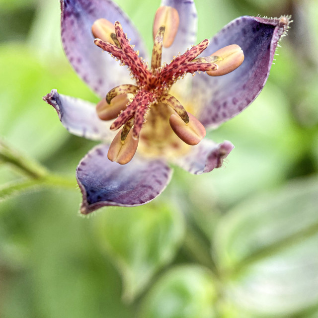 "Close up of a Tricyrtis Hirta flower" stock image