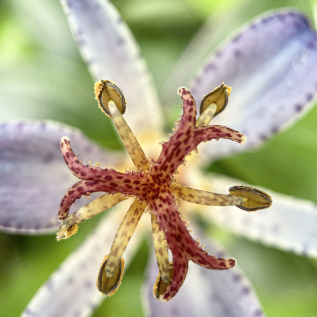 "Close up of a Tricyrtis Hirta flower" stock image