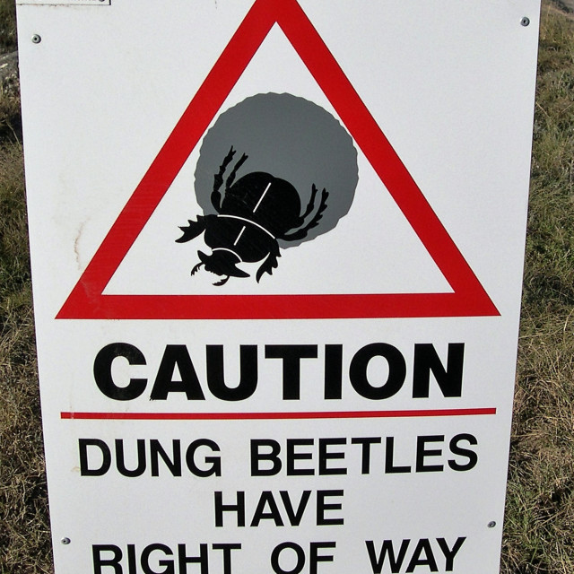 "Funny signs - Dung Beetles have right of way" stock image