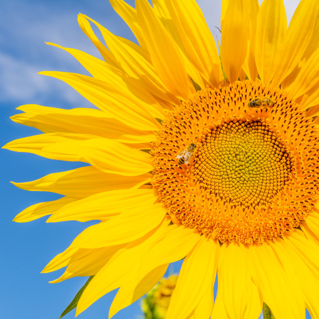 "Beautiful sunflower on the field in sunny day" stock image