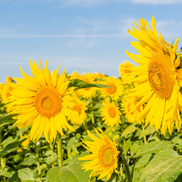 "Beautiful sunflower on the field in sunny day" stock image