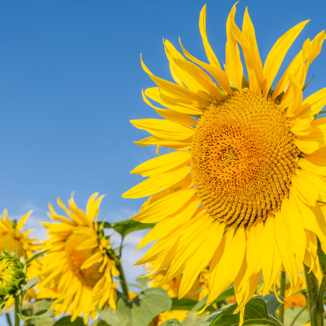 "Beautiful sunflower on the field in sunny day" stock image