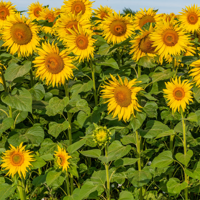 "Beautiful sunflower on the field in sunny day" stock image