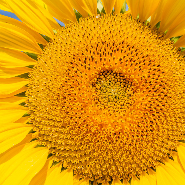 "Beautiful sunflower on the field in sunny day" stock image