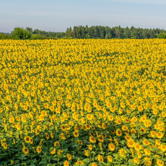 "Beautiful sunflower on the field in sunny day" stock image