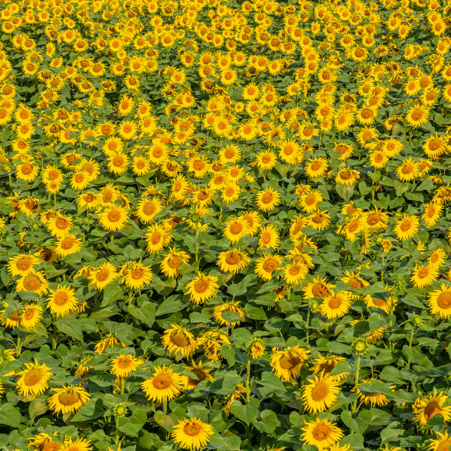 "Beautiful sunflower on the field in sunny day" stock image