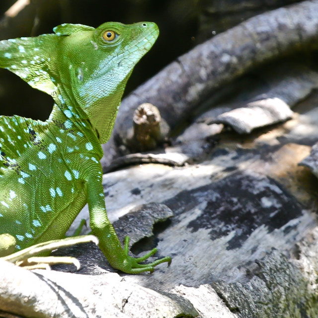 "Plumed Basilisk" stock image