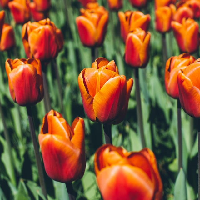 "Tulips" by Warren - £20.00 "Tulips" stock image