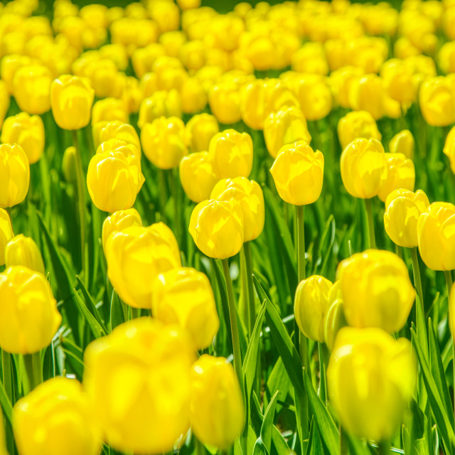 "Sea of Yellow" by Warren - £20.00 "Sea of Yellow" stock image