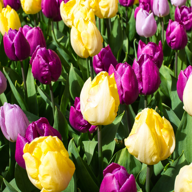 "Festival of Flowers" by Warren - £20.00 "Festival of Flowers" stock image