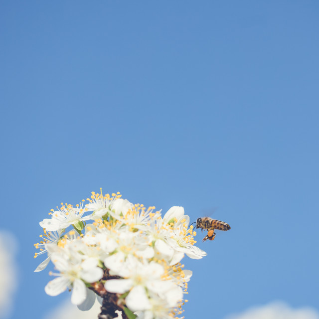 "The bee collects pollen from white plum flowers. Spring blossoming scene" stock image