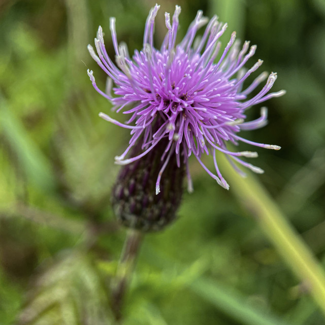 "Thistle head close up" stock image