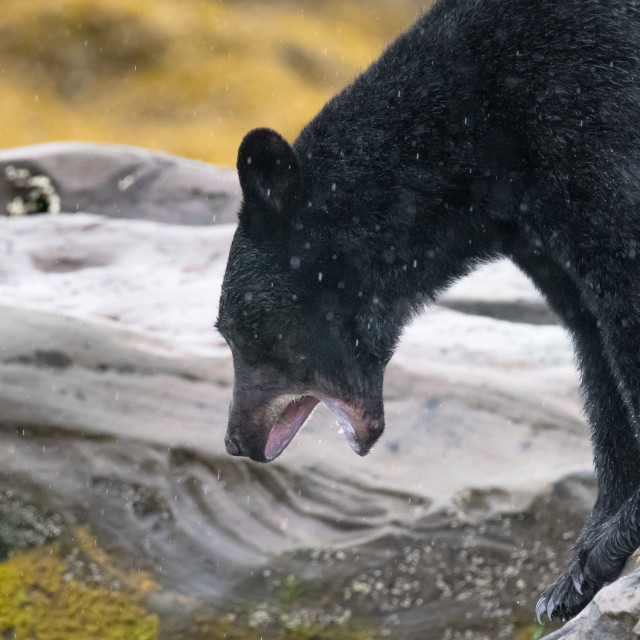 "Bark Or Bite" stock image