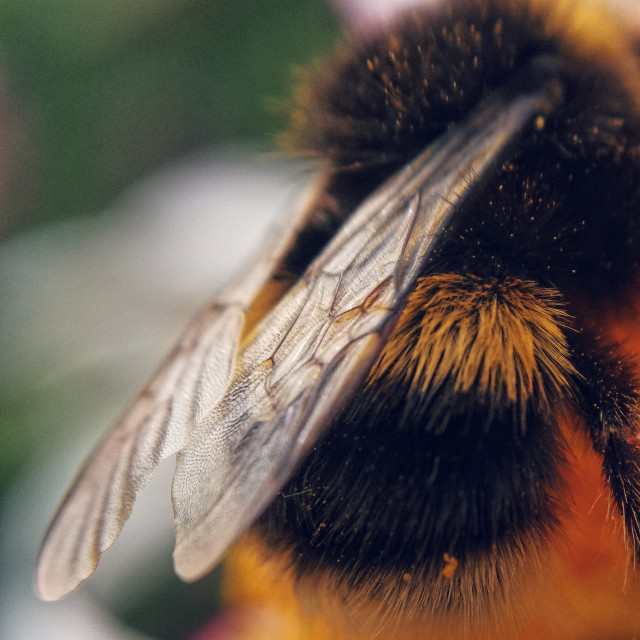 "Bumblebee wing close up." stock image