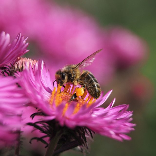 "Honey bee" stock image