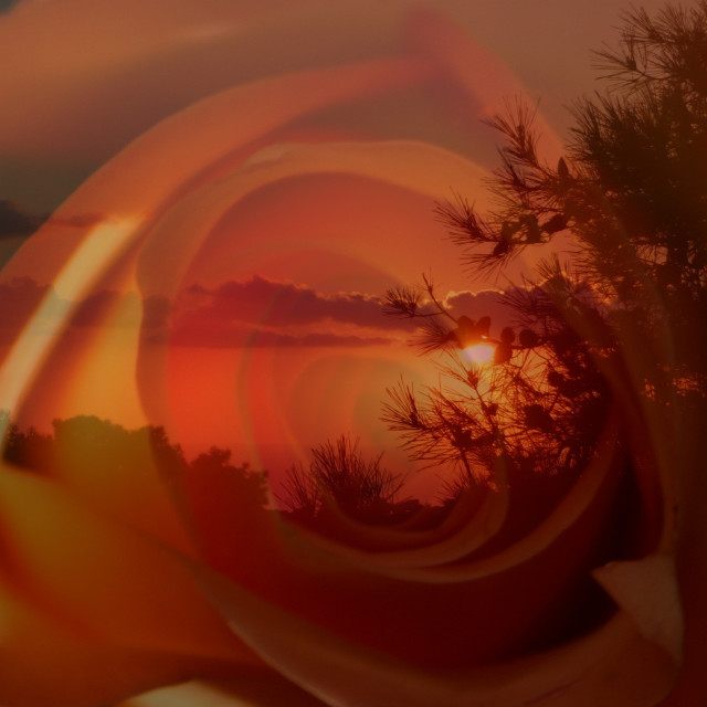 "Orange rose sunset" by Rudolf Reinbacher - £18.00 "Orange rose sunset" stock image