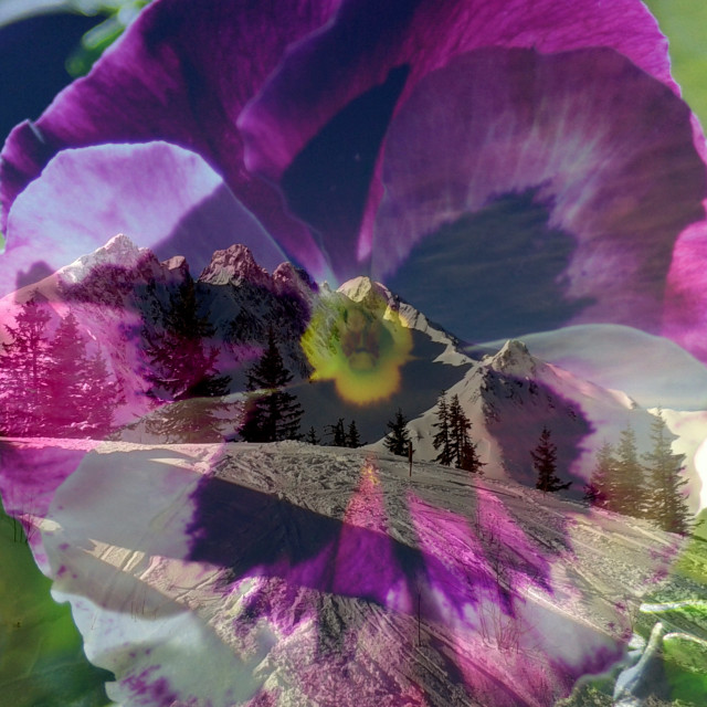 "Winter Viola" by Rudolf Reinbacher - £18.00 "Winter Viola" stock image