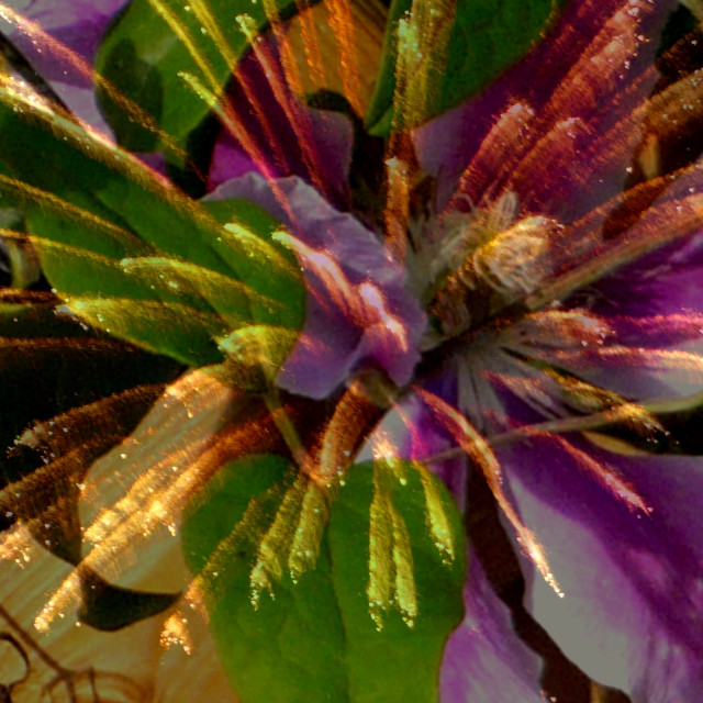"Flower-firework" by Rudolf Reinbacher - £30.00 "Flower-firework" stock image