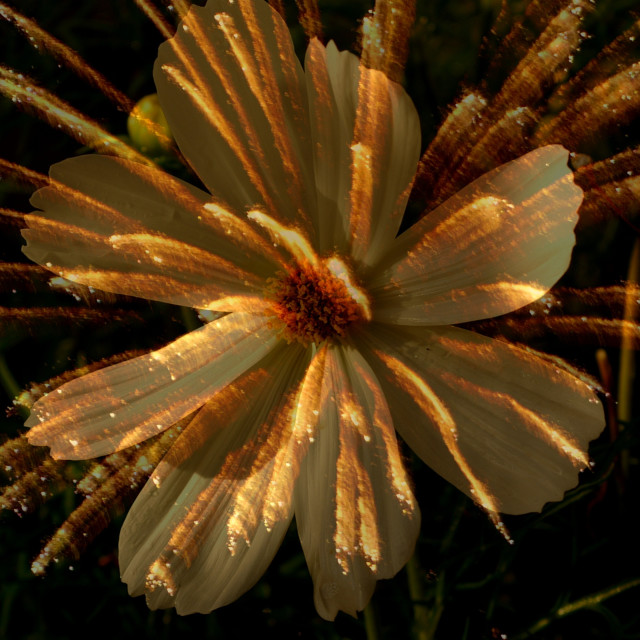 "Flower-firework ll" stock image