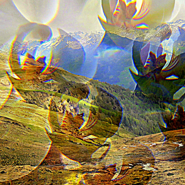 "Mountain flower" by Rudolf Reinbacher - £18.00 "Mountain flower" stock image